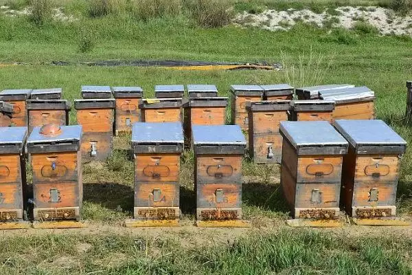 蜜蜂一般会在什么地方筑巢，会选择蜜源丰富、环境适宜的地方插图3