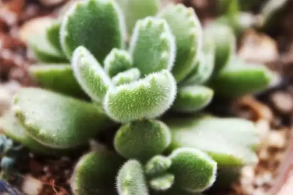 养殖熊童子的方法和重点?养殖熊童子要做好哪些细节?插图3 养殖熊童子的方法和重点?养殖熊童子要做好哪些细节?插图3