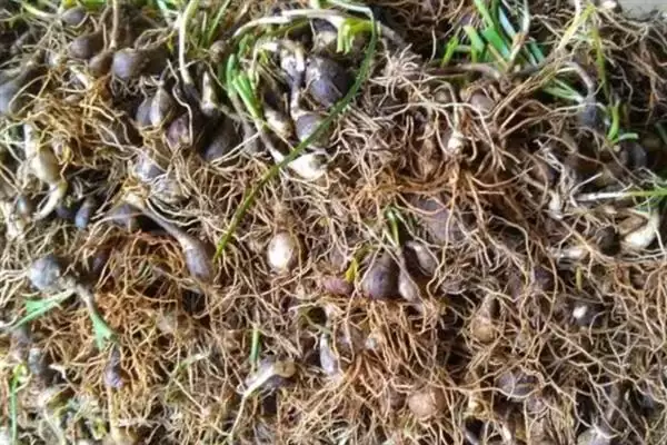 韭兰球茎的栽培时间 ,韭兰球茎全年都可栽培是真的吗？插图2