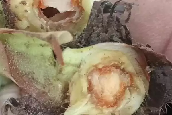 草莓空心病有什么症状，前期叶片上会出现黑点、中期叶缘会干枯插图1