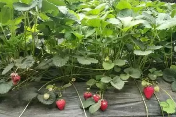 草莓采收后怎么管理，要追施复合肥并摘除匍匐茎和枯叶插图1