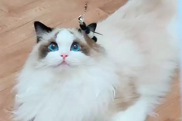猫眼睛总是饱含泪水是何原因 ,猫患结膜炎可能致眼睛总含泪插图3