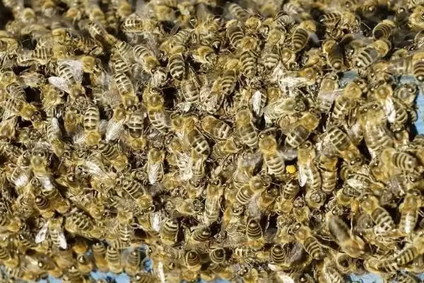 如何有效用卫生球防治蜂螨，研成粉末后放入蜂箱底部即可插图1