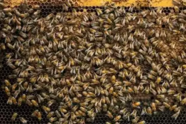养蜂入门技术，这7个方面都需掌握插图3