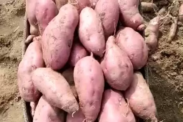 什么品种的红薯又好吃且产量高？挑选优质红薯品种要关注哪些要点？插图3