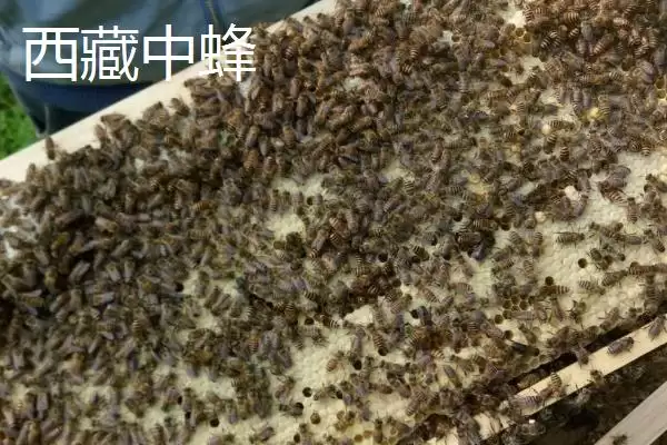 中蜂的品种，群势大小不一插图9