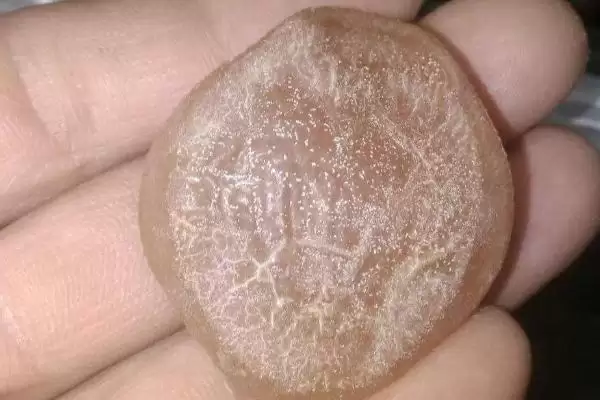 青鱼石位置探寻：在青鱼牙齿上方枕骨上的发现插图2