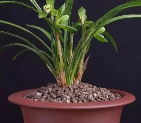 兰花的种植方法 ,兰花种植前消毒杀菌有何重要性？插图4