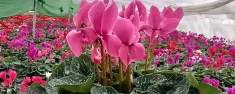 仙客来叶子发黄的原因和要点？分析仙客来叶黄原因需关注哪些方面？-会东网