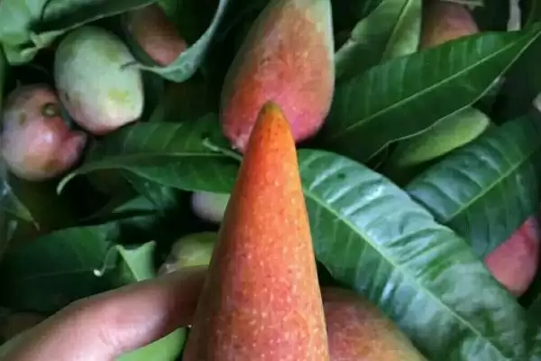 辣椒芒与贵妃芒的关系 ,辣椒芒产量少但口感如何惊艳？插图2