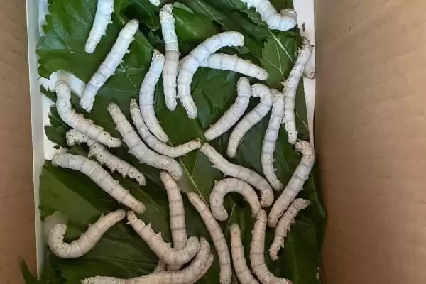养蚕注意事项的方法和重点？养蚕注意事项要做好哪些细节？插图1