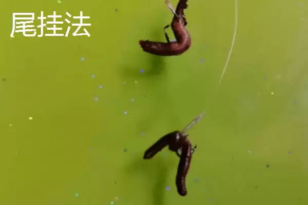 蚯蚓钓鱼技巧全解：为何是“万能饵料”的优势分析插图4