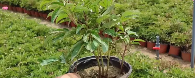 芍药苗什么时候栽，在八月中下旬到九月下旬进行-会东网