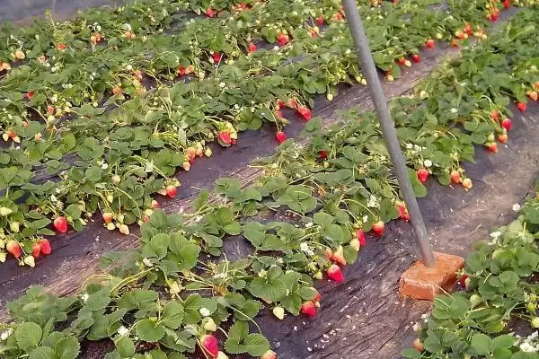 广东草莓最佳种植时间，立春时期和7-8月份均可种植插图1