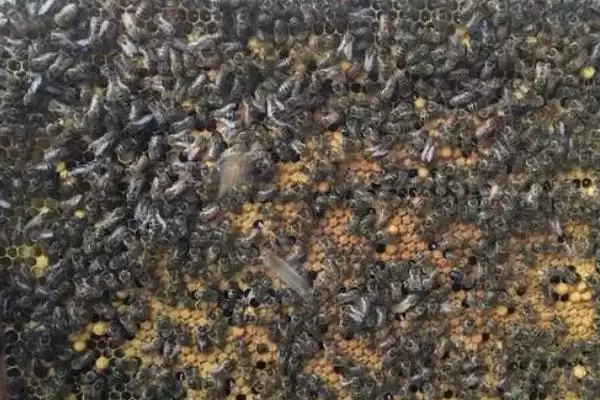 意蜂秋季养殖管理技术，重点是培育适龄越冬蜂插图1