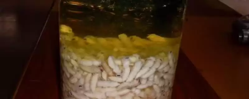 怎么用蜂蛹泡酒，放入装有粮食酒的容器中、再密封即可-会东网