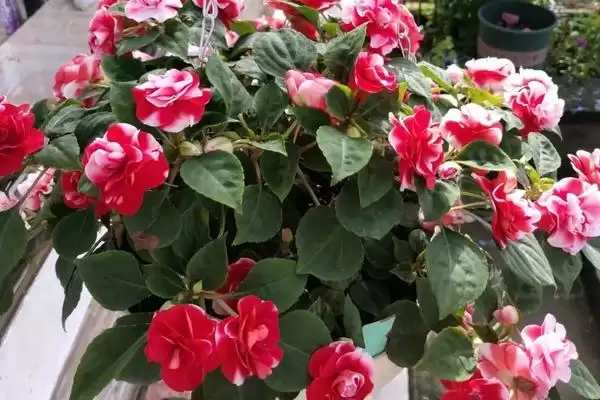 水梅花怎么养？养殖水梅花要掌握哪些关键的养护方法和要点？插图1