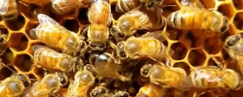 蜂王为什么会逃跑，可能是蜜蜂群体过大或遭受天敌侵袭等-会东网