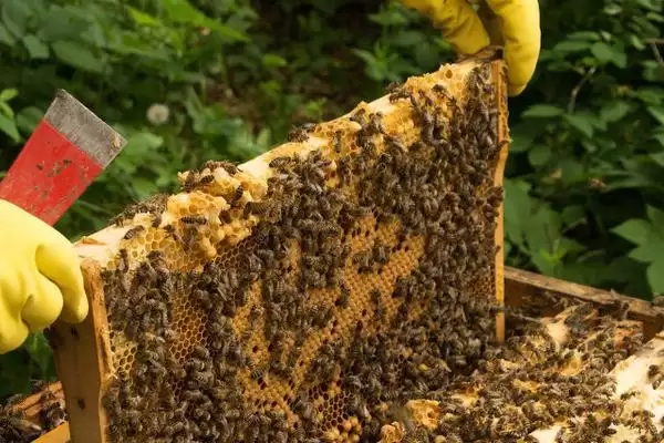 怎样人工育王，选择白天温度稳定在20℃以上时间进行插图3