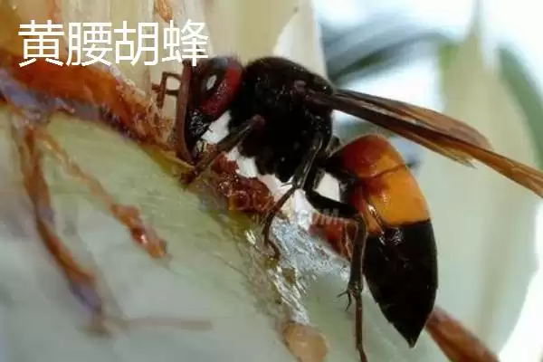 毒蜂的种类，常见以下10种插图5