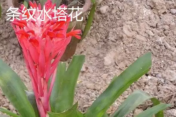 水塔花的种类？认识水塔花种类要了解哪些关键的品种分类和特性要点？插图4