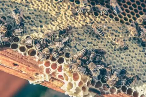 夏季蜂群的管理要点，核心工作是防暑降温插图1