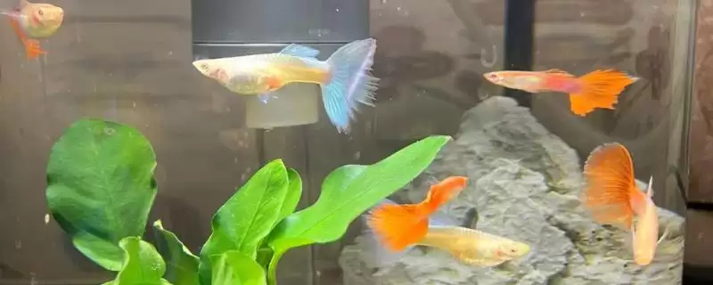 孔雀鱼的养殖方法 ,养殖孔雀鱼如何控制水温和 PH 值?-会东网