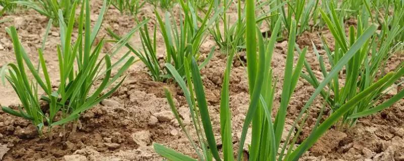 韭菜的种植时间 ,韭菜在哪些季节可以进行播种呢？-会东网