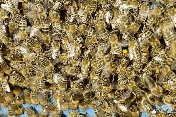 蜂螨的预防和治疗方法，使用升华硫等蒸熏剂可将其灭杀插图1