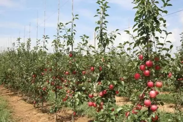 苹果为什么会着色不良以及如何防治，可能是品种差、缺少光照和营养等因素造成插图3