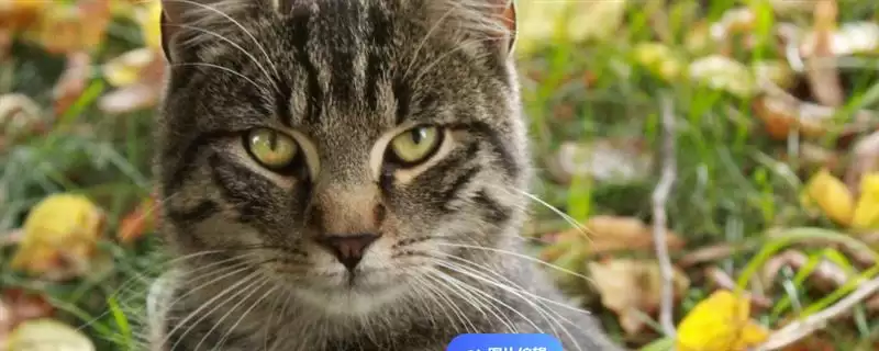 猫咪眼睛发炎有哪些明显症状 ,猫咪眼睛发炎会出现流眼泪现象-会东网