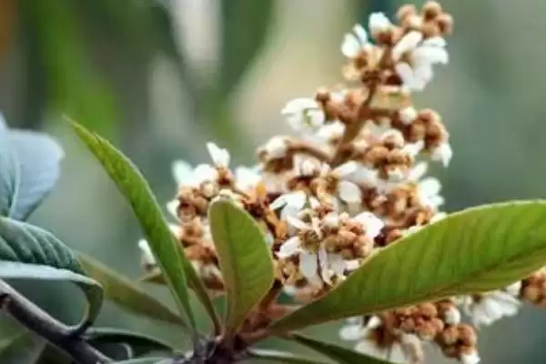 枇杷什么时候开花，盛花期在11-12月插图2