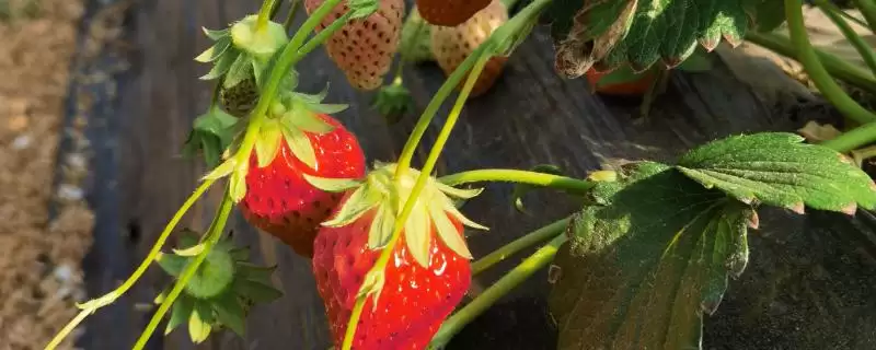 种植大棚草莓有没有风险，掌握好技术则风险较小-会东网