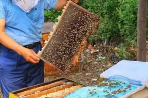 新手养蜂如何避免蜂群逃跑，使用无异味的蜂箱可让蜂群安定插图4