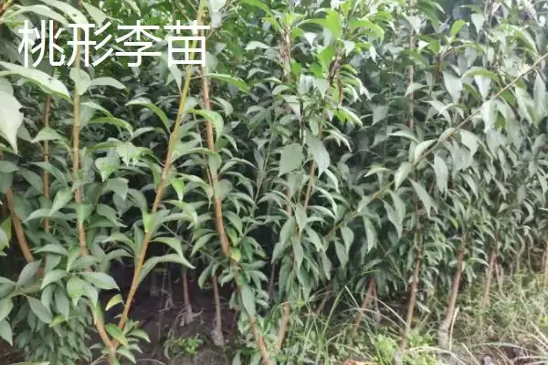 李子树苗有哪些好品种，蜂糖李、青脆李等品种均可选择插图6