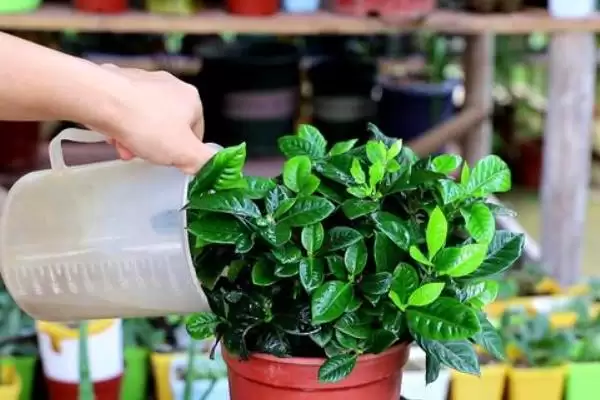 了解栀子花开花季节的方法和重点?了解栀子花开花季节要做好哪些细节?插图5 了解栀子花开花季节的方法和重点?了解栀子花开花季节要做好哪些细节?插图5