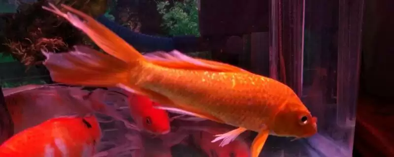 龙凤锦鲤的公母分辨方法 ,龙凤锦鲤公母头部有何差异?-会东网