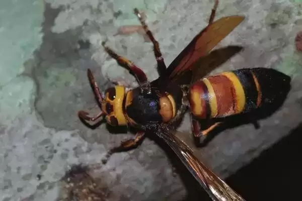 黑绒胡蜂真的能蛰死人吗，蛰死人的报道绝不是危言耸听插图1