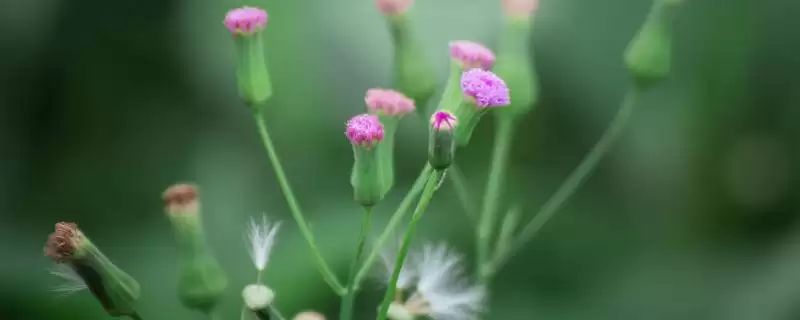 种植一点红的方法和重点?种植一点红要做好哪些细节?插图 种植一点红的方法和重点?种植一点红要做好哪些细节?插图