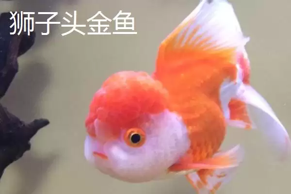 买金鱼去哪里买比较好 ,买金鱼选择什么市场合适插图4