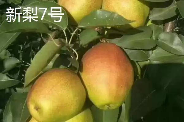 认识优质梨子品种的方法和重点？认识优质梨子品种要做好哪些细节？插图1