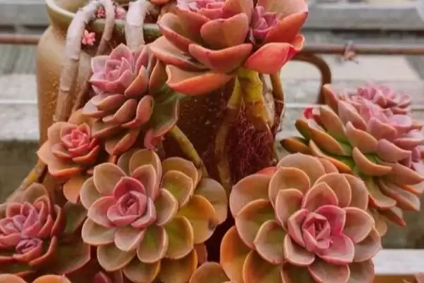 巧克力多肉盆栽注意事项？插图4