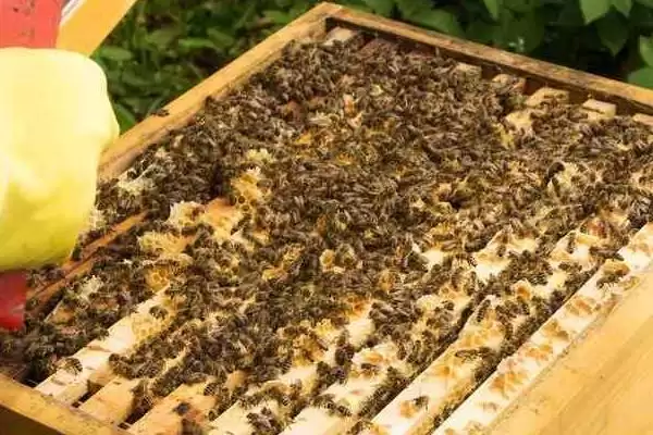 蜜蜂养殖十大忌讳，切忌胡乱饲养插图8