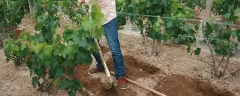 葡萄肥水管理秘籍：牢记这4点，葡萄更香甜-会东网