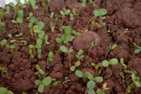 菊花种子的育苗方法 ,菊花种子在春季何时育苗为佳呢？插图1