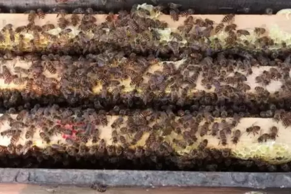 中蜂秋繁何时加脾，群势较强时可直接整张加脾插图3