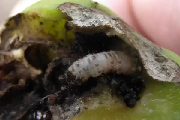 有哪些蛀食性害虫，包括小蠹科、透翅蛾科、象甲科等种类插图1