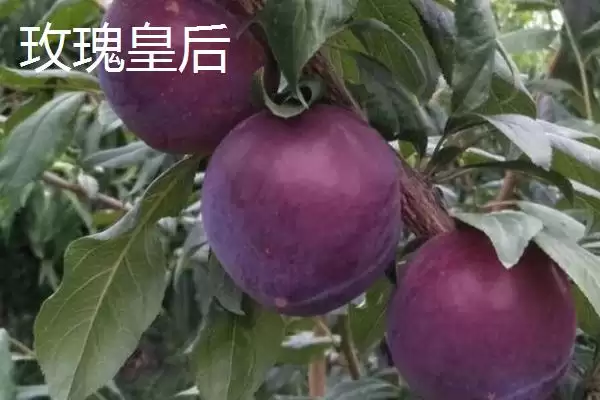 最大的李子品种，目前我国最大李子品种是黑巨王李子插图4