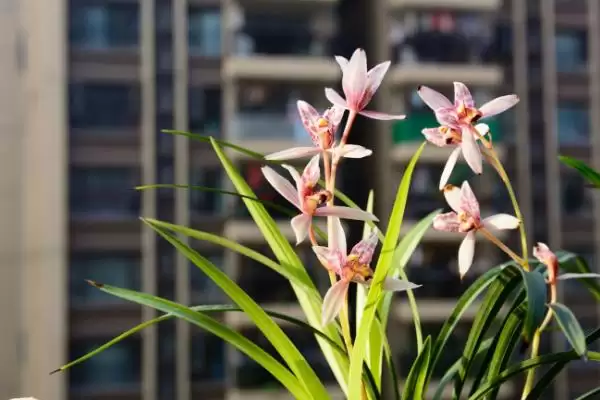 兰花的花语和象征意义 ,兰花有哪些花语及象征内涵？插图6