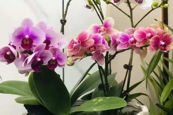 兰花的花语和象征意义 ,兰花有哪些花语及象征内涵？插图1